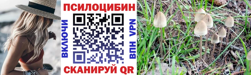дарнет шоп МЕГА ТОР Псилоцибиновые грибы мицелий Томск